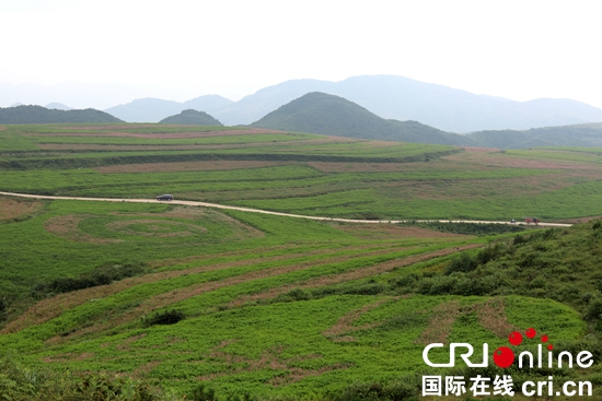 贵州威宁：荞麦花助推乡村旅游发展
