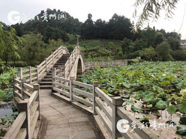 【脱贫攻坚地方行】田家沟脱贫记：小茶叶闯出了大名堂