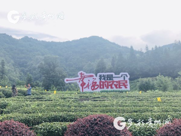 【脱贫攻坚地方行】遵义湄潭金花村：“金叶子”托起的“七彩”人