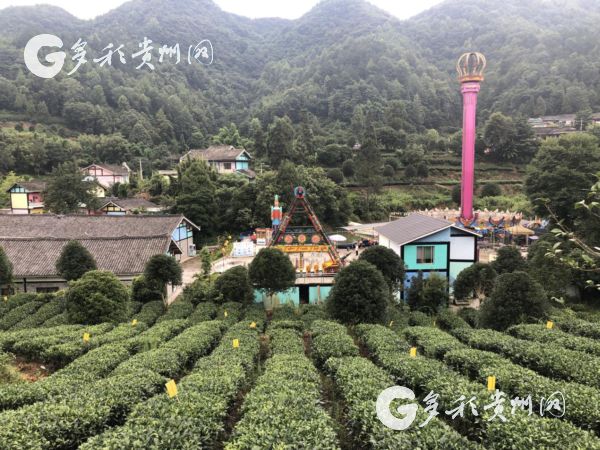【脱贫攻坚地方行】遵义湄潭金花村：“金叶子”托起的“七彩”人