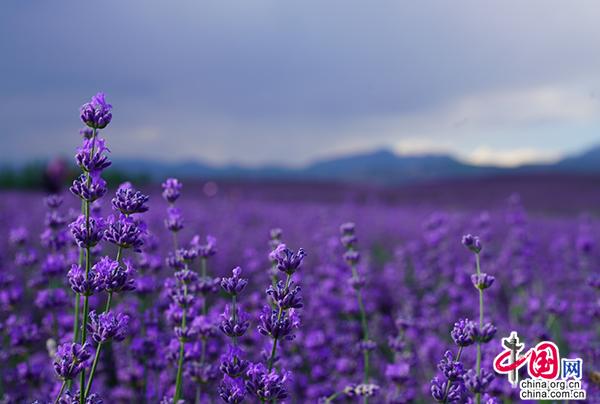 【新时代·幸福美丽新边疆】头脑灵活了，腰包鼓起了！新疆人