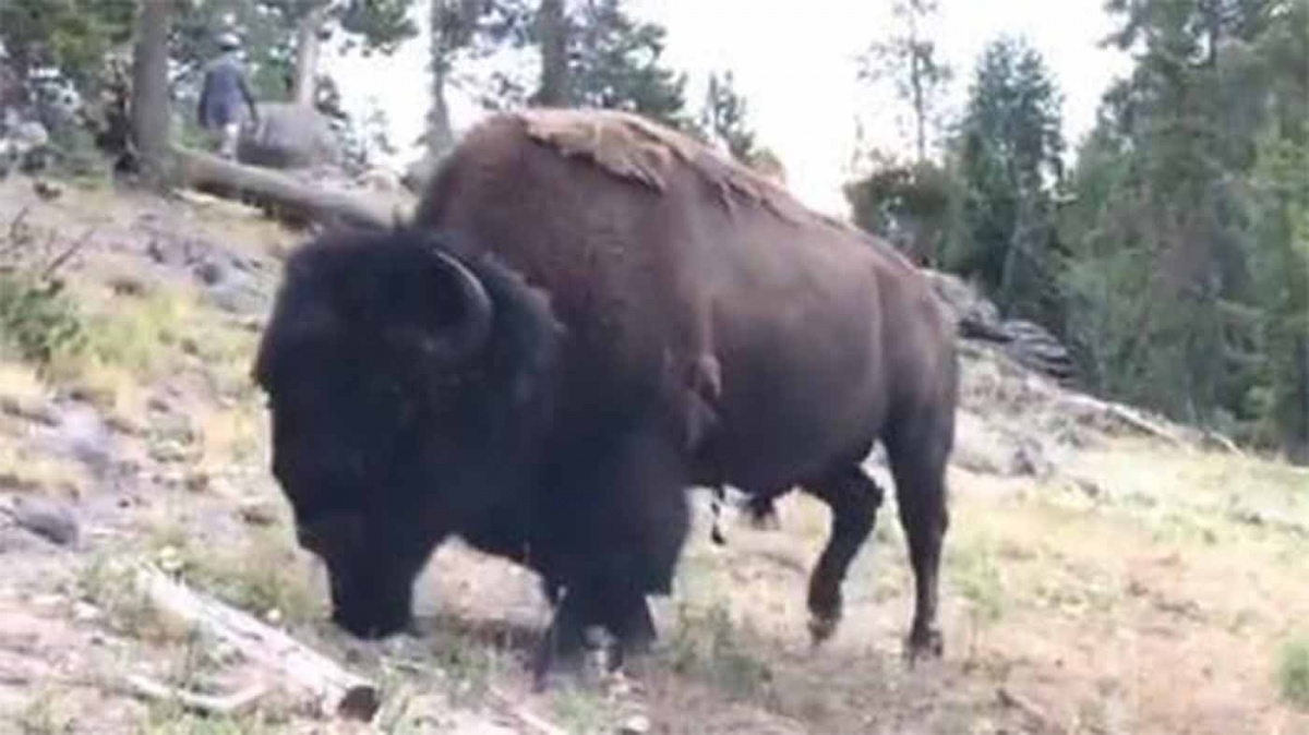 美国黄石公园野牛将9岁女孩撞飞(图)