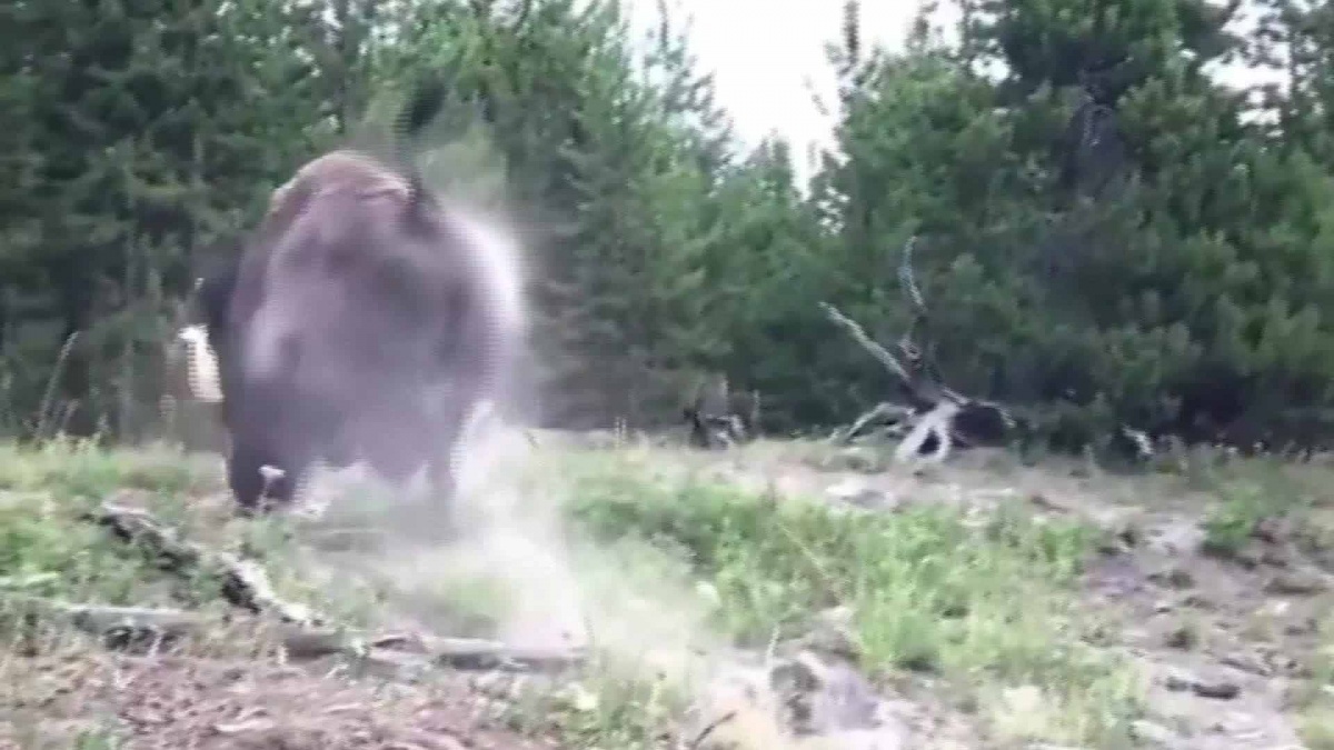 美国黄石公园野牛将9岁女孩撞飞(图)