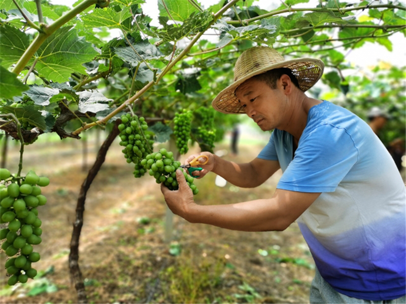 【B】平顶山市郏县：生态循环农业串起增收“黄金链”