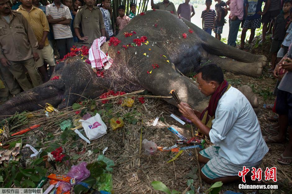 印度大象觅食被电死 百名村民为其办葬礼(组图)