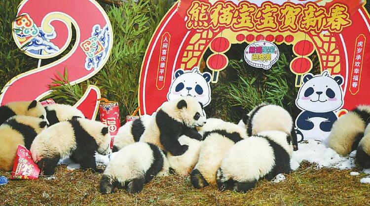 （中首）熊猫宝宝贺新春