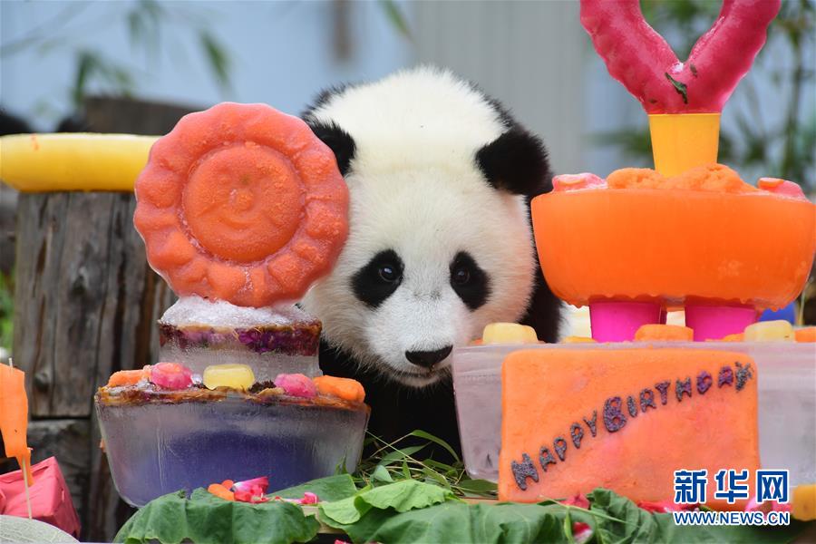 四川卧龙：2018年出生的大熊猫幼仔集体过生日