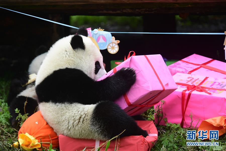 四川卧龙：2018年出生的大熊猫幼仔集体过生日