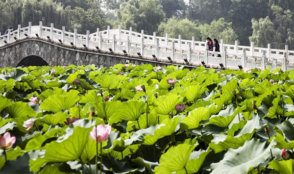 图片默认标题_fororder_赏荷外显