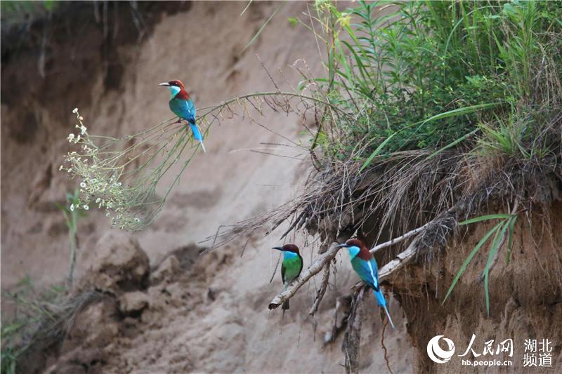 百余只“中国最美小鸟”扎堆武汉新洲筑巢