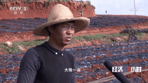 “南菜北运”：稳住“菜篮子”鼓了“钱袋子”