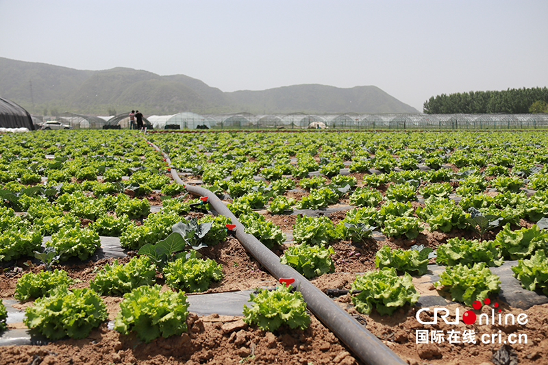 Beijing Yanqing has been promoting the cultivation of characteristic crops_fororder_延庆