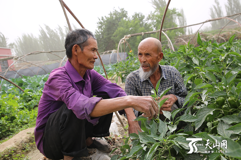 【我是一颗石榴籽】携手半世纪 老哥俩在致富道路上越走越亲