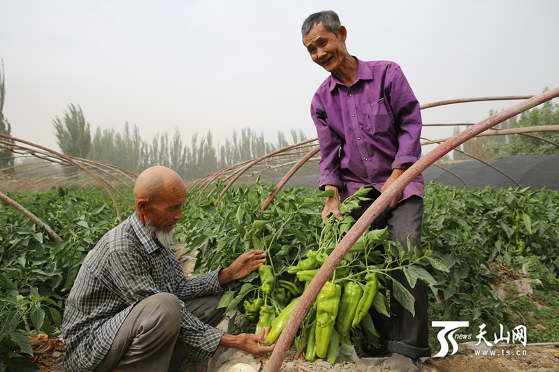 【我是一颗石榴籽】携手半世纪 老哥俩在致富道路上越走越亲