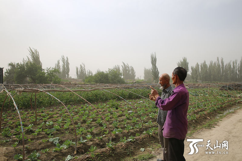 【我是一颗石榴籽】携手半世纪 老哥俩在致富道路上越走越亲