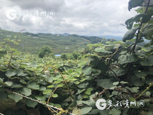 【脱贫攻坚地方行】“绿蛋”变“金蛋”！修文猕猴桃 脱贫致富果