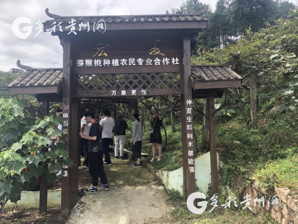 【脱贫攻坚地方行】“绿蛋”变“金蛋”！修文猕猴桃 脱贫致富果