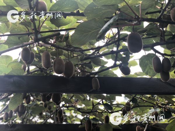 【脱贫攻坚地方行】“绿蛋”变“金蛋”！修文猕猴桃 脱贫致富果