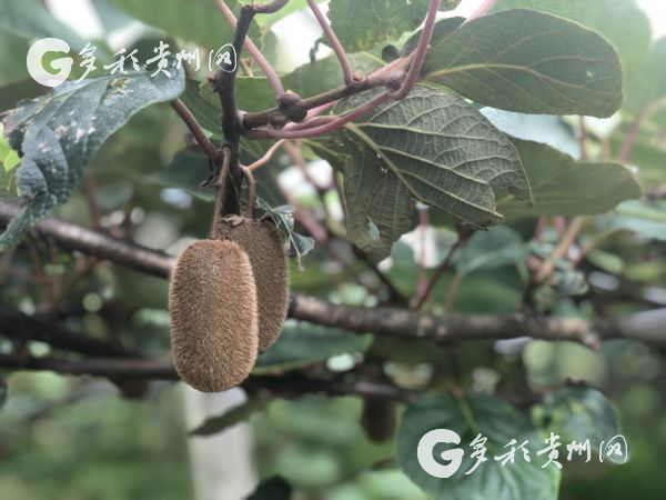 【脱贫攻坚地方行】“绿蛋”变“金蛋”！修文猕猴桃 脱贫致富果