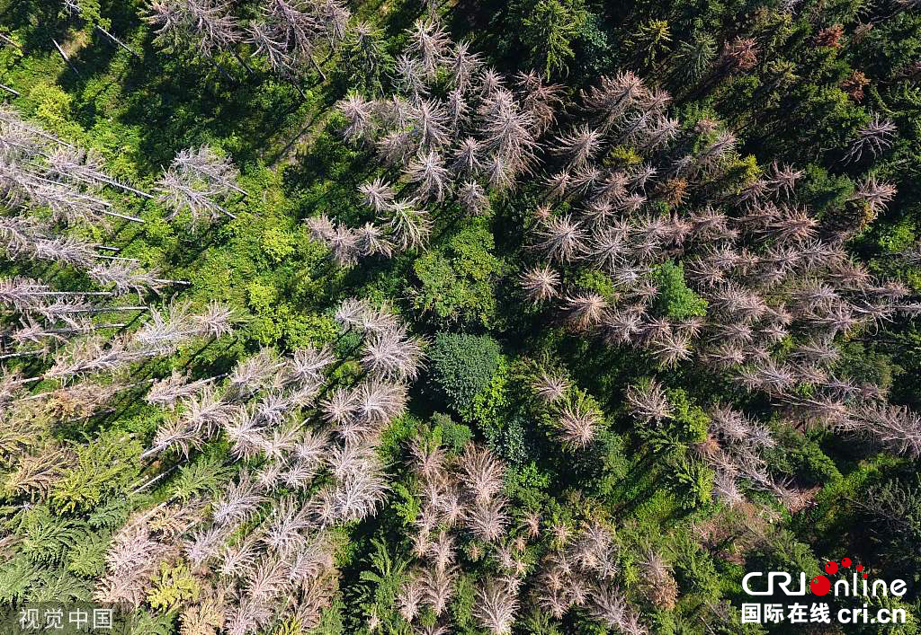 欧洲遭热浪袭击 多国创下高温纪录(组图)