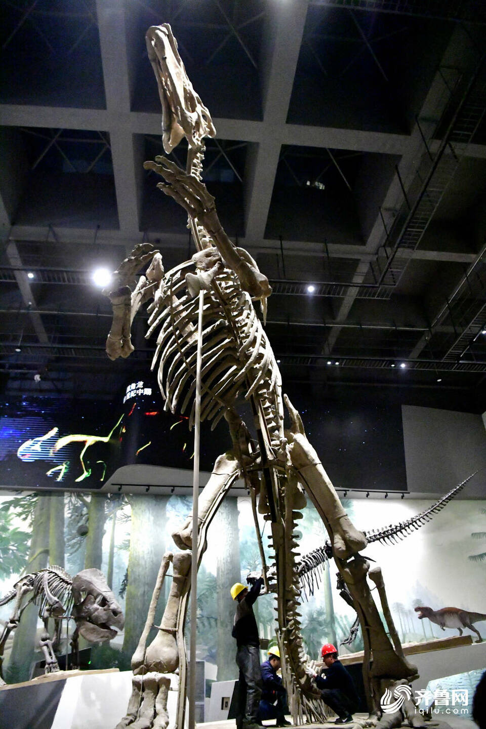 恐龙里的“山东大汉”！巨型山东龙11年后重现省博 山东博物馆两大新展即将上演