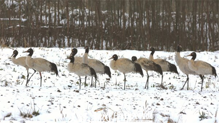 (中首)毕节威宁草海生态治理成效显著