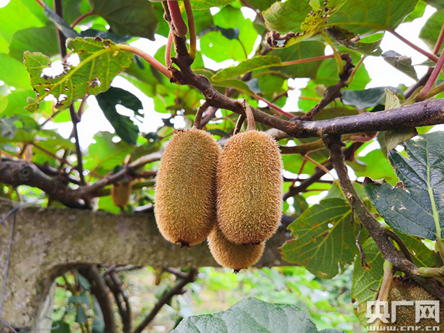 记者手记：走在贵州大山的脱贫路上