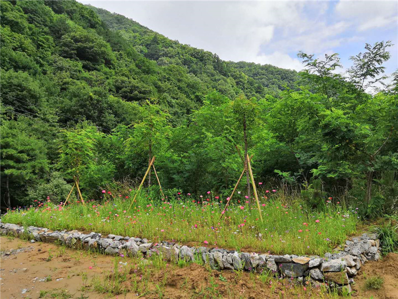 (有修改)【B】灵宝市小秦岭国家级自然保护区:青山流翠“藏”金银