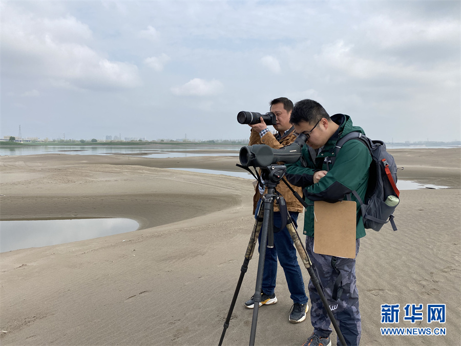 武汉天兴洲生物多样性调查报告出炉 洲滩鸟类资源尤为丰富