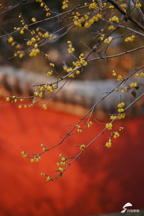 疏影斜横暗香浮动 泰山脚下腊梅盛开送春意