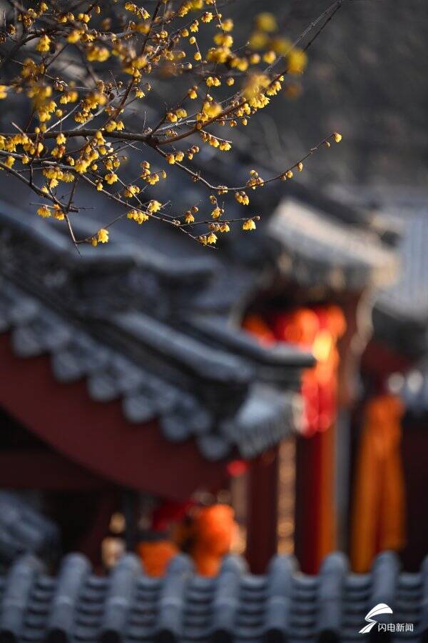 疏影斜横暗香浮动 泰山脚下腊梅盛开送春意