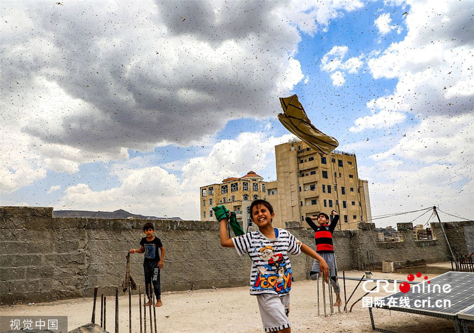 也门首都闹“蝗灾” 蝗虫漫天触目惊心