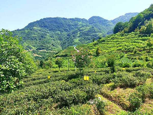 紫阳县洄水镇茶稻村科宏茶业的一片茶园 摄影 郭菲菲 据悉,该茶园在