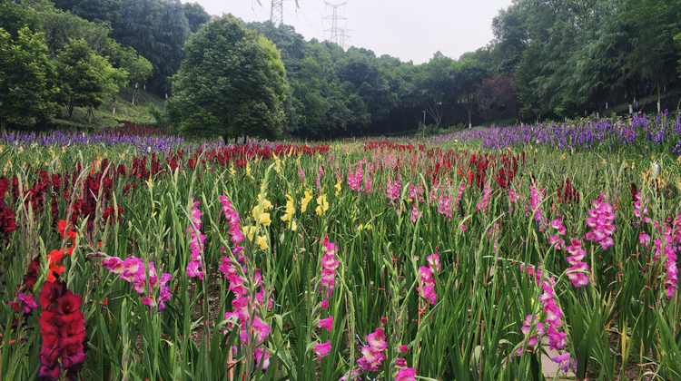 【B】端午假期重庆两江新区推出特色活动 旅游市场回暖