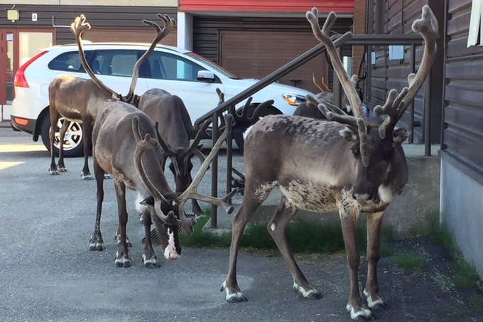 北极圈“圣诞老人故乡”气温飙升 驯鹿热得跑到海滩避暑(组图)