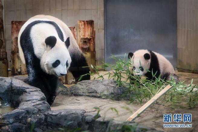 上野動物園パンダシャンシャン写真集（日本未発売）「被宠溺的