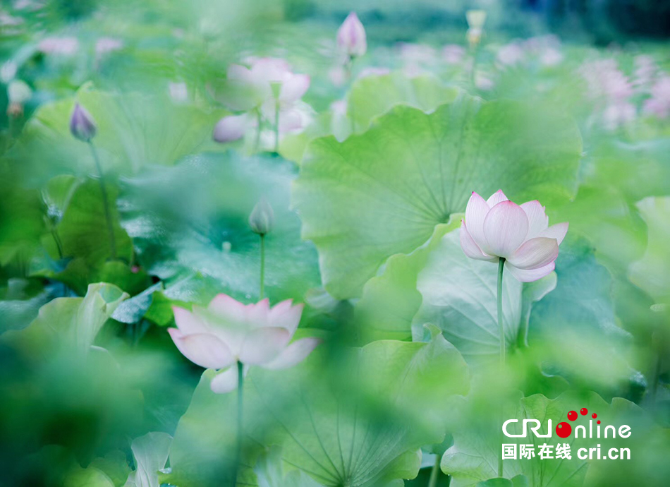 新中国印象——荷花姑娘