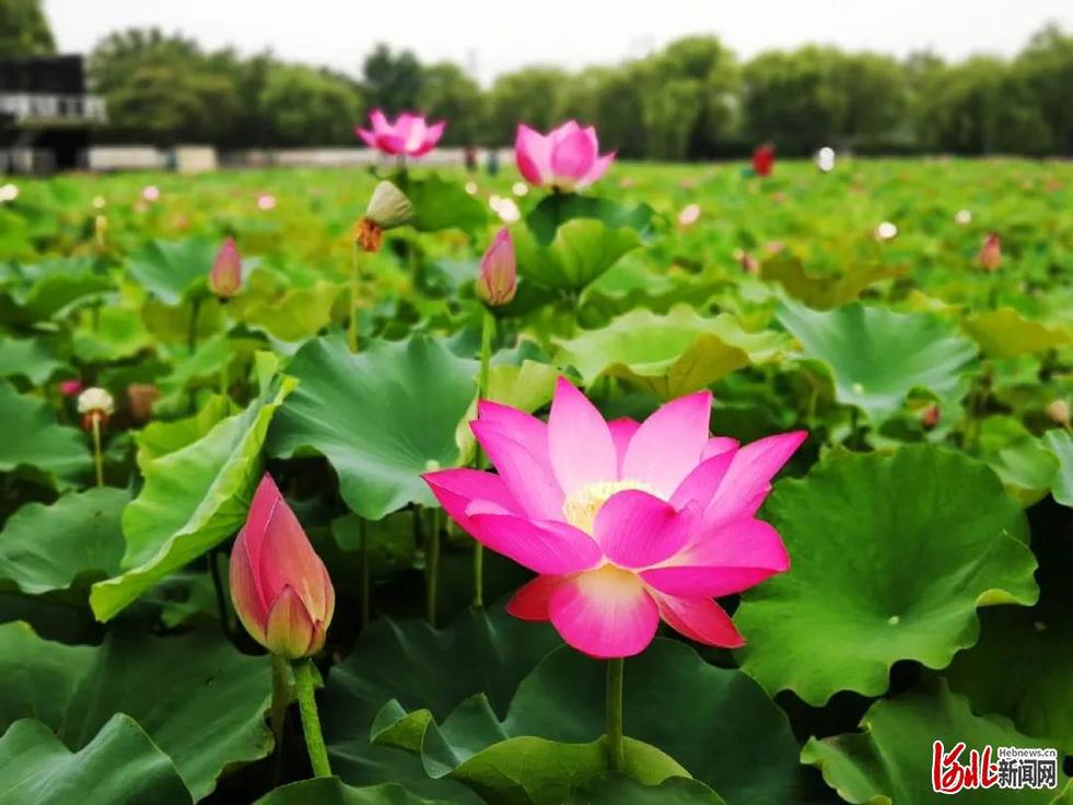 美出天际!河北石家庄这个公园4万平米荷花开了