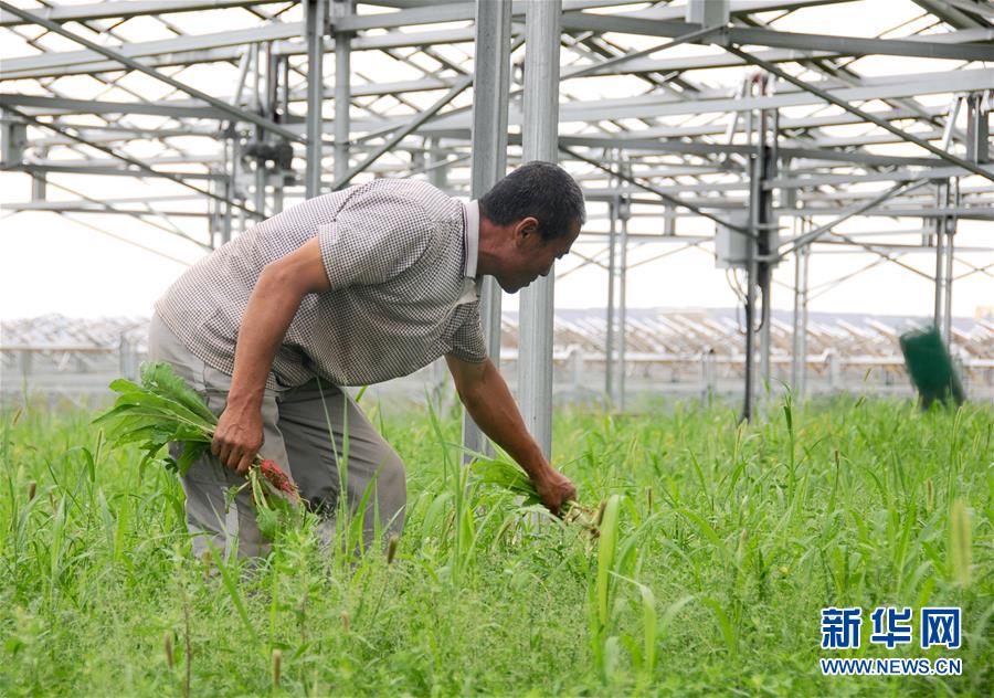 库布其沙漠开出生态文明之花 库布其沙漠开出生态文明之花