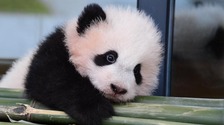 賀新春 迎冬奧 20只熊貓寶寶集體亮相大拜年
