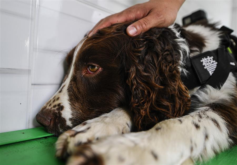 吉林:边境线上的“萌犬奇兵”