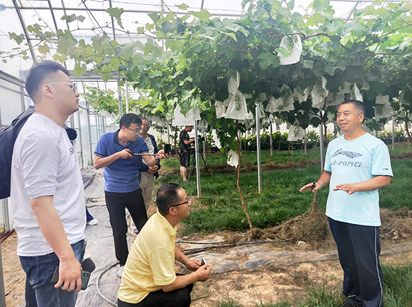 渭南市合阳县：农业高科技为葡萄产业发展插上“翅膀”