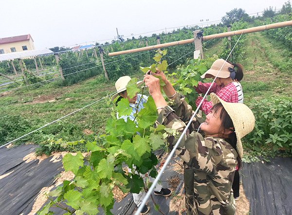 渭南市合阳县：农业高科技为葡萄产业发展插上“翅膀”