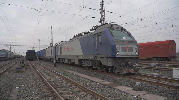 中国新春记事丨11岁的你又有了好兄弟