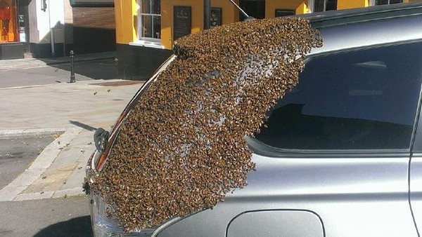 英国:蜂后被困车内 2万蜜蜂为救驾围攻汽车