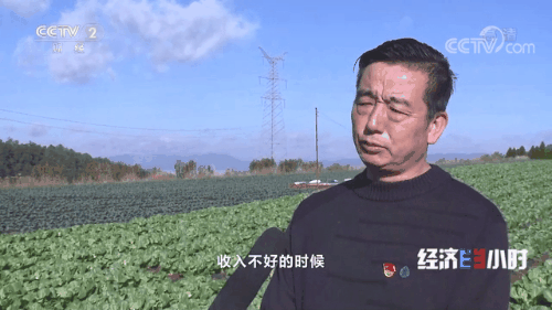 “南菜北运”：稳住“菜篮子”鼓了“钱袋子”
