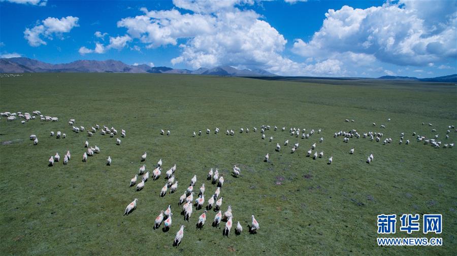 夏日牧场美如画