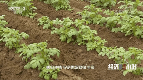 “南菜北运”：稳住“菜篮子”鼓了“钱袋子”