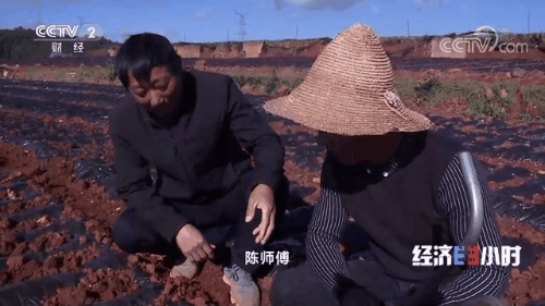 “南菜北运”：稳住“菜篮子”鼓了“钱袋子”