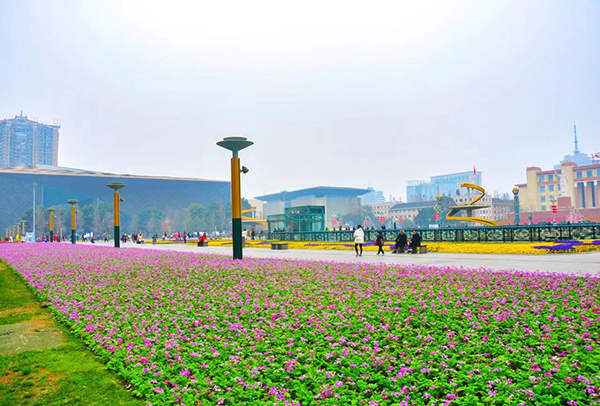 20万株新品种乡土特色花卉“小报春”亮相成都天府广场_fororder_成片的小报春-成都市公园城市建设管理局-